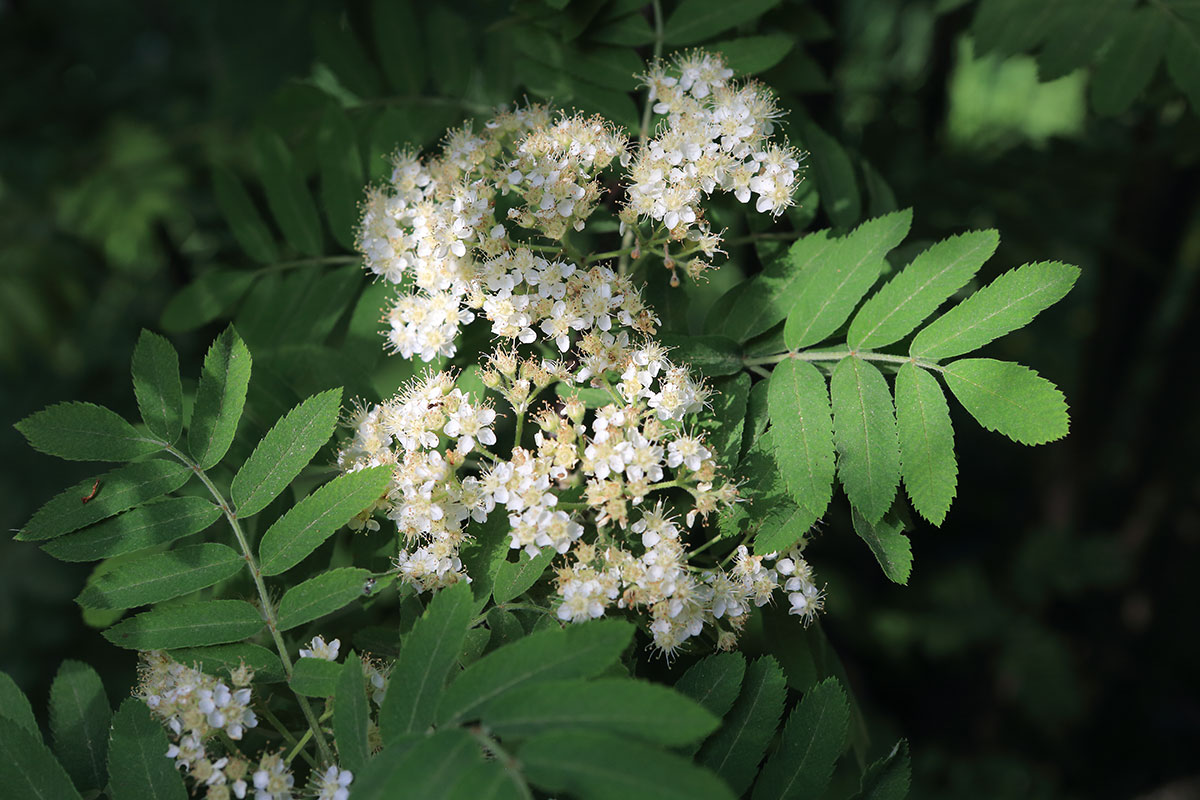 День Федора Житника 29 мая: почему хорошо сыграть свадьбу в эту дату