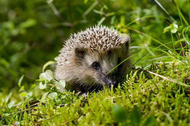 Народные приметы ориентирования