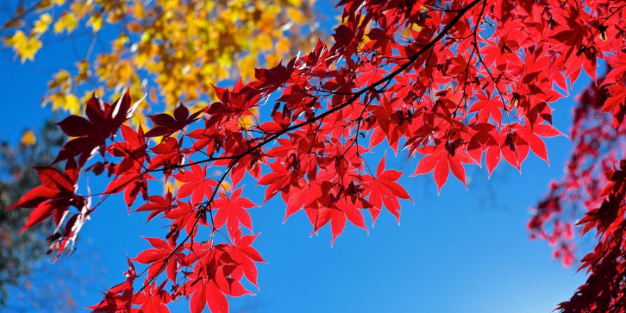 народные приметы осени