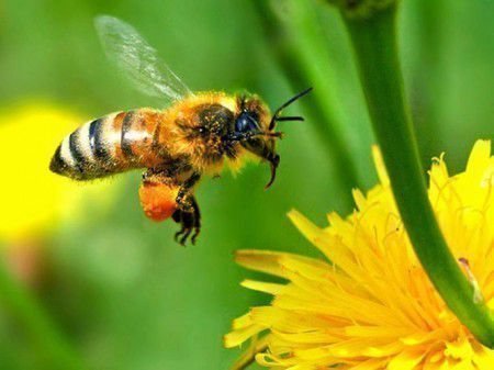 Поведение пчел может помочь предсказать каким будет ближайшее будущее