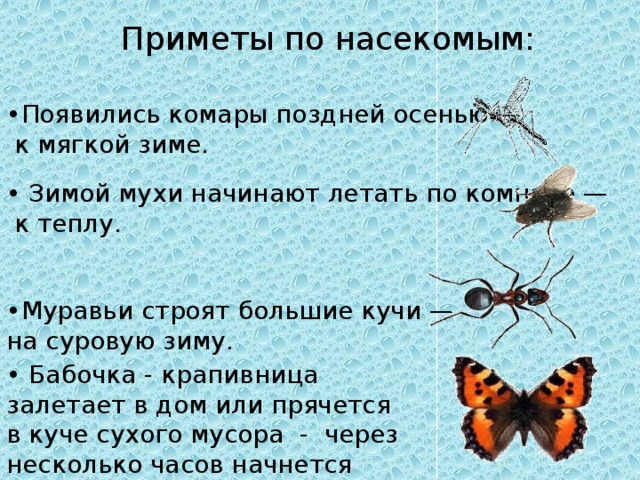 Приметы по насекомым: • Появились комары поздней осенью — к мягкой зиме. • Зимой мухи начинают летать по комнате — к теплу. • Муравьи строят большие кучи — на суровую зиму. • Бабочка - крапивница залетает в дом или прячется в куче сухого мусора - через несколько часов начнется гроза.