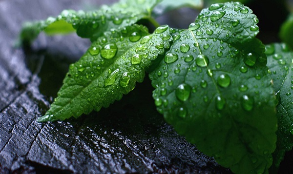 К дождливому дню