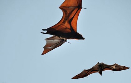летучие мыши в небе