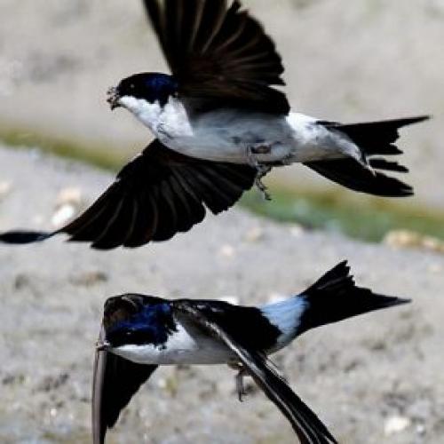 Народные приметы о домашних животных. Что такое приметы и суеверия?