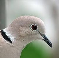 Голубь ударился в окно примета