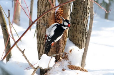 Дятел на дереве - к теплу