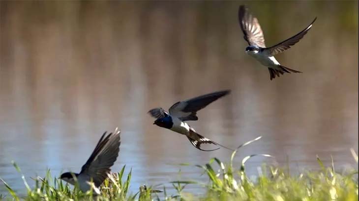 Низко летающие ласточки