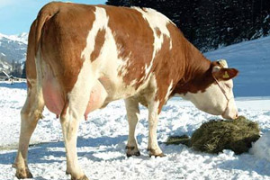 Народный календарь на февраль, народные приметы на февраль, народные традиции на февраль, праздники в феврале, народные приметы на погоду в феврале, народный календарь на февраль 2017, День Трифона 14 февраля, народные приметы на 12 февраля, народные примеы на 14 февраля, народные приметы на Сретение