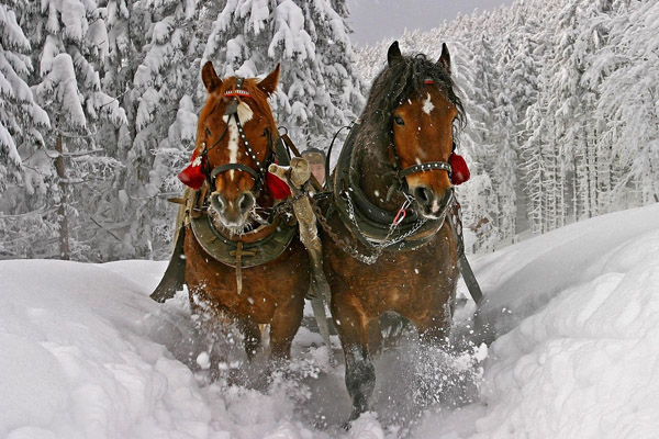 Народный календарь на февраль, народные приметы на февраль, народные традиции на февраль, праздники в феврале, народные приметы на погоду в феврале, народный календарь на февраль 2017, День Трифона 14 февраля, народные приметы на 12 февраля, народные примеы на 14 февраля, народные приметы на СретениеНародный календарь на февраль, народные приметы на февраль, народные традиции на февраль, праздники в феврале, народные приметы на погоду в феврале, народный календарь на февраль 2017, День Трифона 14 февраля, народные приметы на 12 февраля, народные примеы на 14 февраля, народные приметы на Сретение
