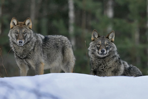 Народный календарь на февраль, народные приметы на февраль, народные традиции на февраль, праздники в феврале, народные приметы на погоду в феврале, народный календарь на февраль 2017, День Трифона 14 февраля, народные приметы на 12 февраля, народные примеы на 14 февраля, народные приметы на Сретение