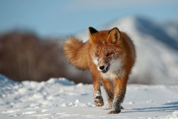 Народный календарь 2017, народный календарь на январь, народные приметы на январь 2017, народные традиции, праздники в январе, приметы в январе, народные приметы на праздник, народные приметы на погоду в январе, приметы января, праздник Татьянин день, приметы на Татьянин день