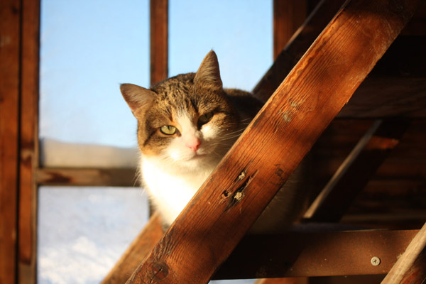 Народный календарь 2017, народный календарь на январь, народные приметы на январь 2017, народные традиции, праздники в январе, приметы в январе, народные приметы на праздник, народные приметы на погоду в январе, приметы января, праздник Татьянин день, приметы на Татьянин день