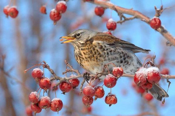 Народный календарь 2017, народный календарь на январь, народные приметы на январь 2017, народные традиции, праздники в январе, приметы в январе, народные приметы на праздник, народные приметы на погоду в январе, приметы января, праздник Татьянин день, приметы на Татьянин день