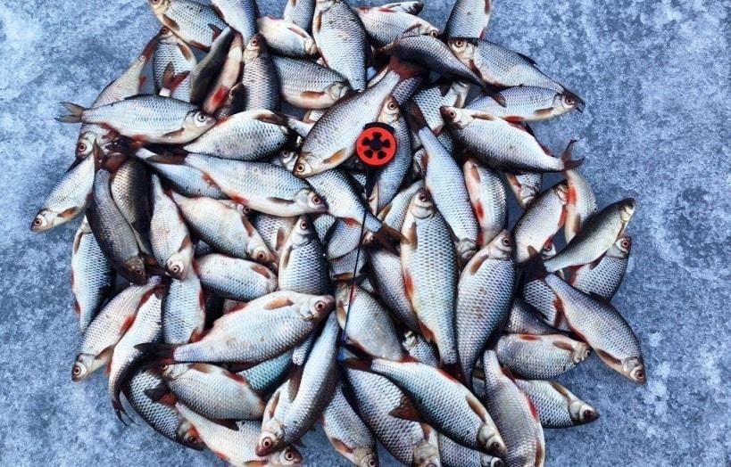 Плотва зимой.