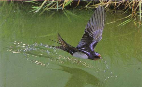 Ласточка залетела