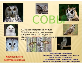 Совы (2 класс)