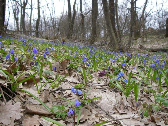 Аномально теплый апрель пообещали новосибирцам синоптики