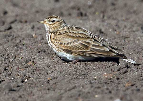 Дикую птичку трудно приручить