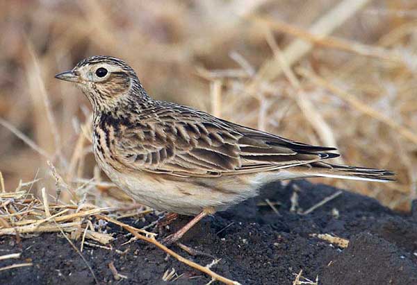 Радует пением в теплое время