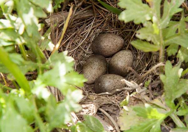 Хорошо маскируют кладку