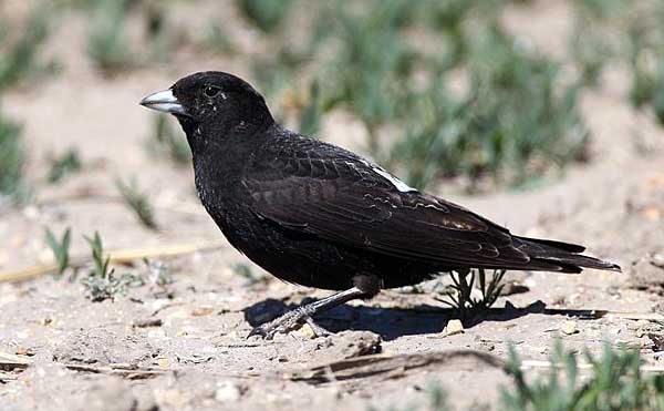 Черная разновидность