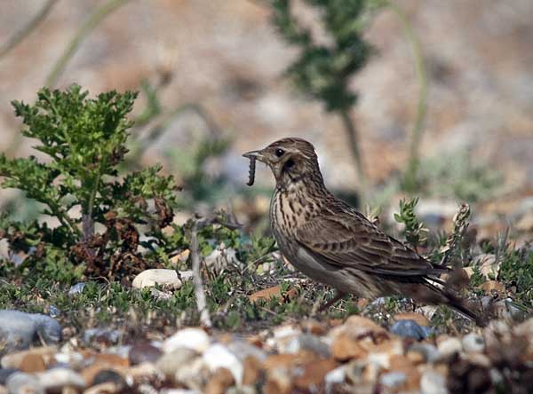 Любят гусениц и насекомых