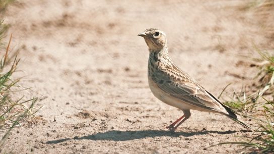 полевой жаворонок - фото