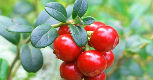 Ягода брусника спелая