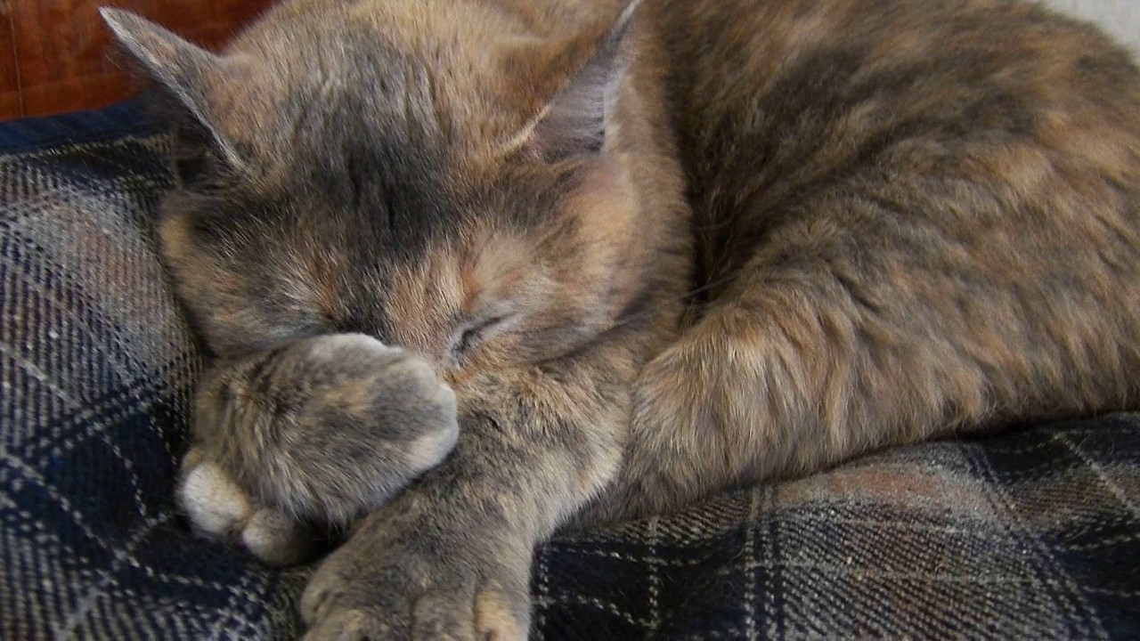 Правдивы ли русские приметы для предсказания погоды?