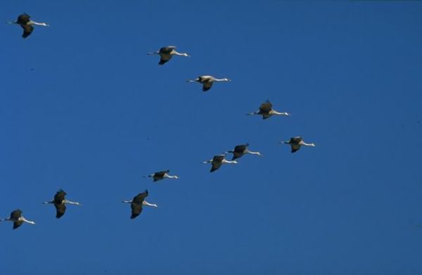 приметы снег на покров