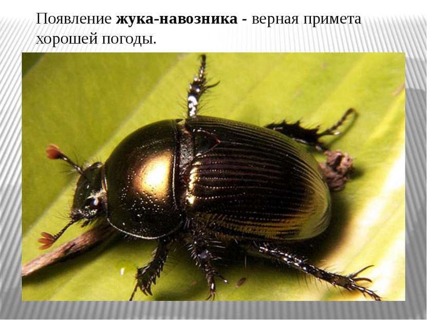 Появление жука-навозника - верная примета хорошей погоды.