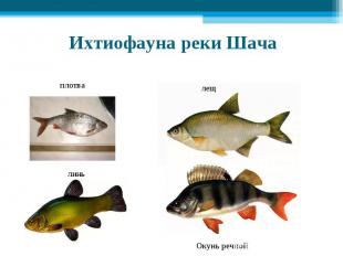 Ихтиофауна реки Шача