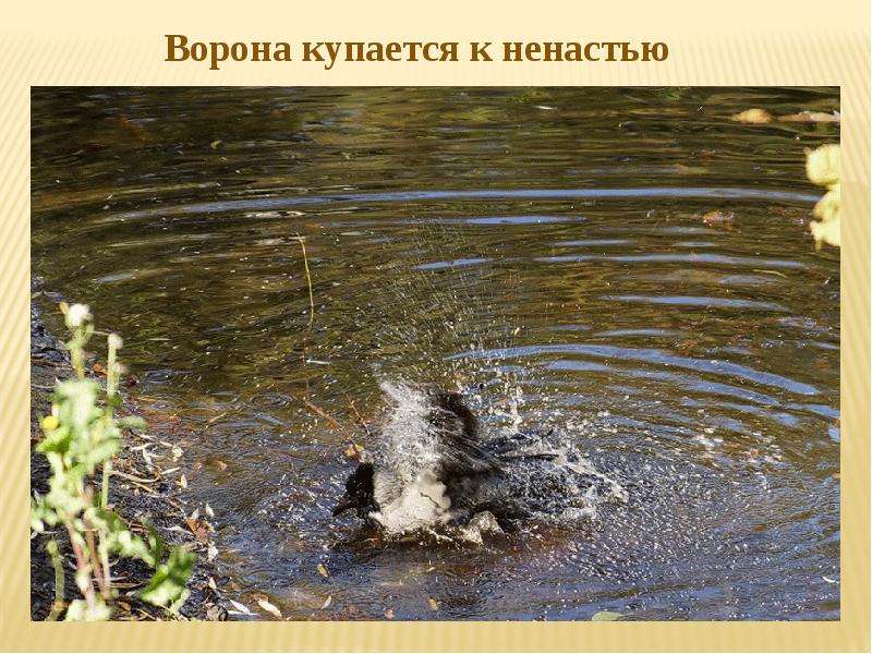 Презентация на тему Народные Приметы погоды , слайд №19