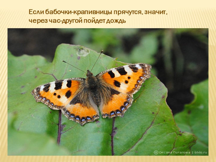 Если бабочки-крапивницы прячутся, значит, через час-другой пойдет дождь