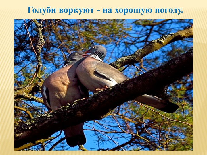Голуби воркуют - на хорошую погоду.