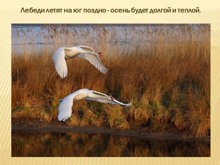 Лебеди летят на юг поздно - осень будет долгой и теплой.