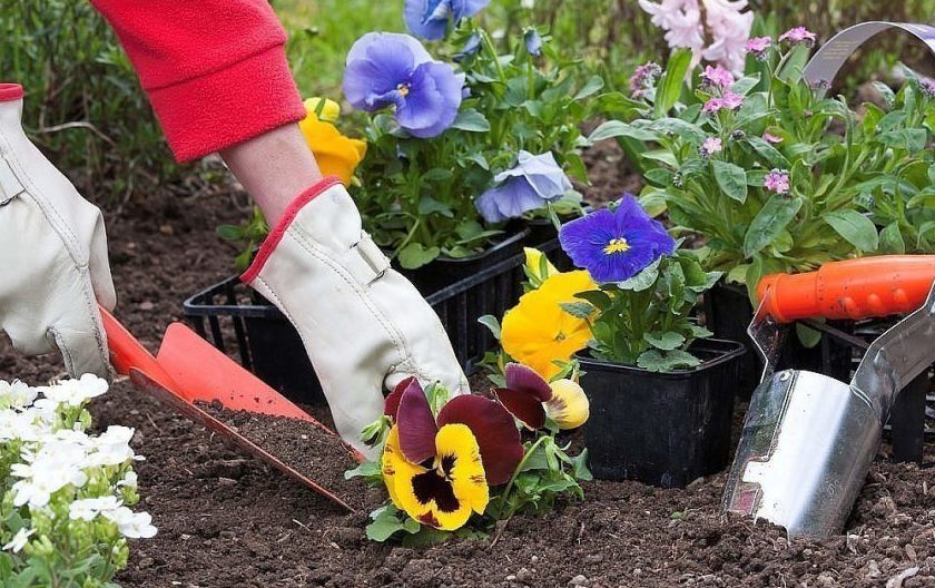 primety-dlya-sadovodov-i-ogorodnikov-dachnye-i-ogorodnye-primety