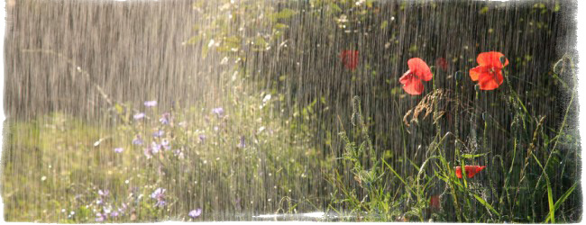 Приметы о дожде