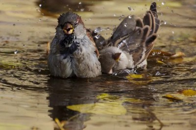 Приметы дождя. Приметы к дождю