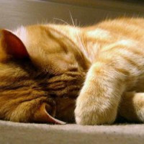 Приметы в мире животных о погоде. Другие животные 04