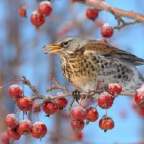 Приметы в мире животных о погоде. Другие животные 03