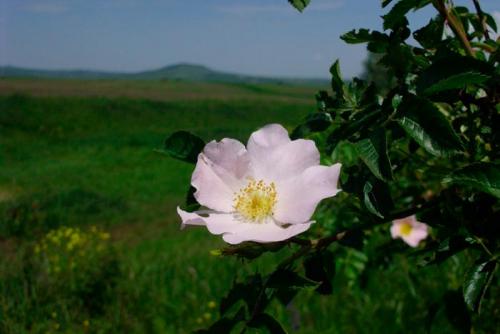 Приметы о погоде по растениям. Какие растения предсказывают погоду