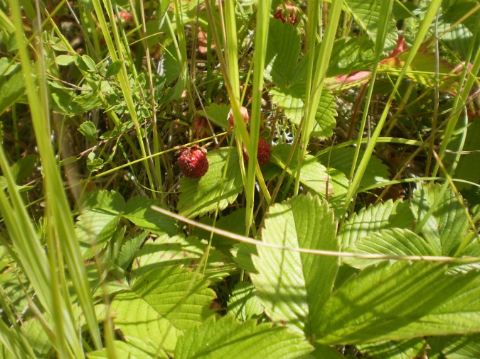 Приметы лета для школьников