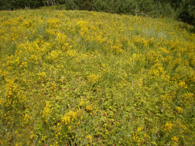 Приметы лета для школьников