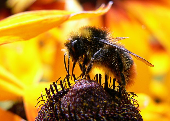 Примета про шмеля