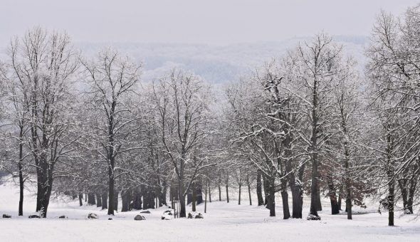 Дятел стучит к теплой погоде