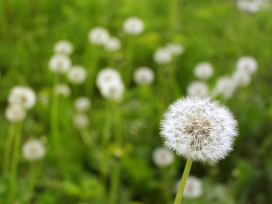 Сильные дожди в марте предвещают много грибов