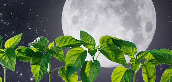 Приметы погоды когда что сажать