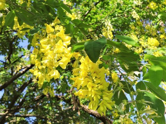 Дождь в мае сулил хороший урожай