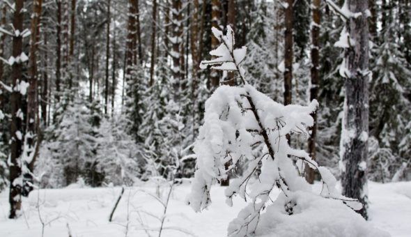 О погоде на весь год можно узнать в Рождество